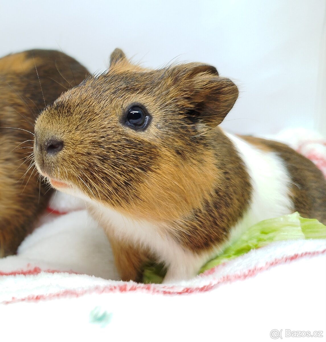 Morče, morčata, morčátko - JACOB a JAMES - 12