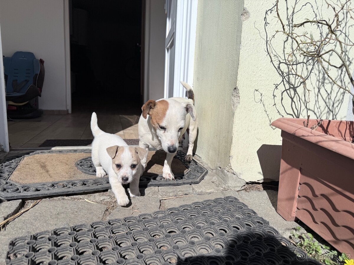 Jack russell teriér - 12