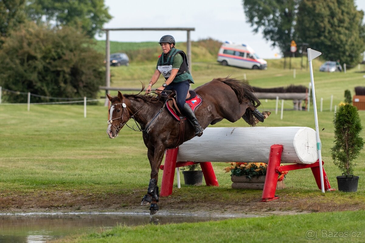 Perfektní klisna pro juniory do mezinárodní všestrannosti - 12