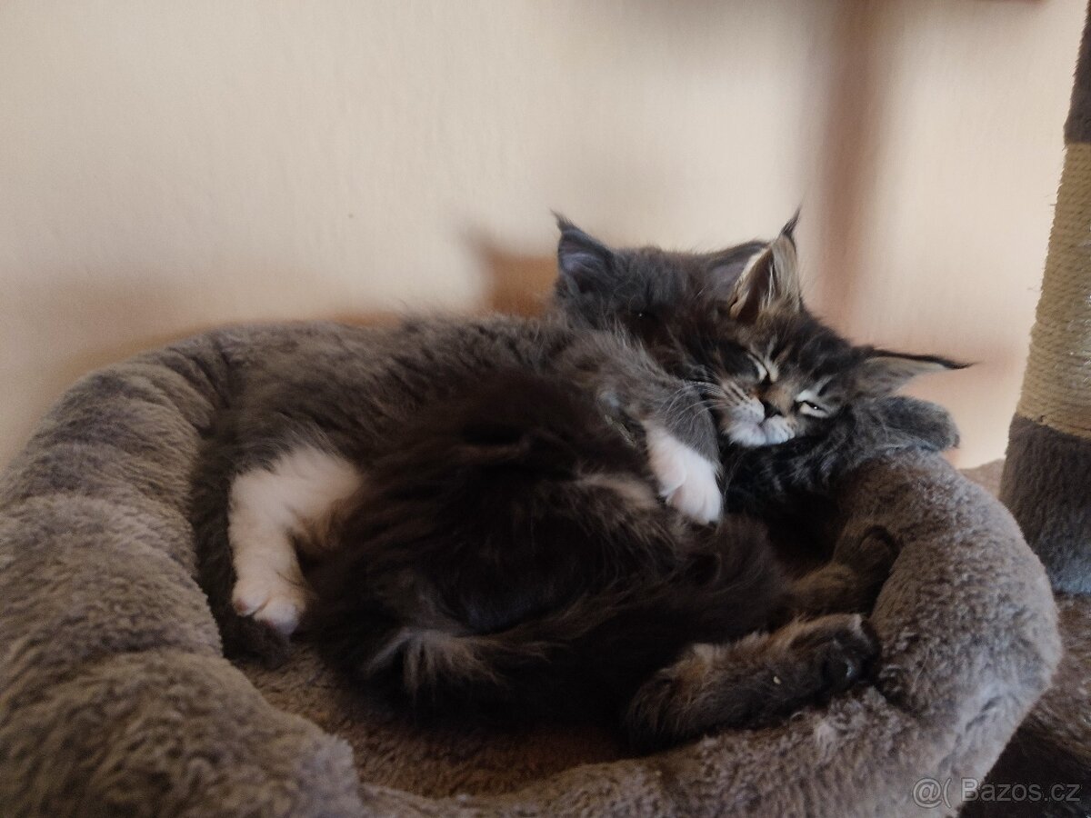 Mainská mývalí bez PP - 12