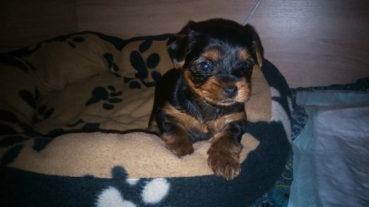 Jorkšírský teriér připuštění, krytí - 12