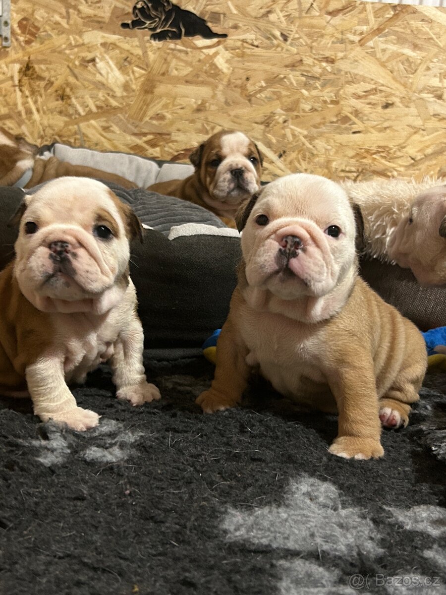 Anglický buldok s PP FCI - 12