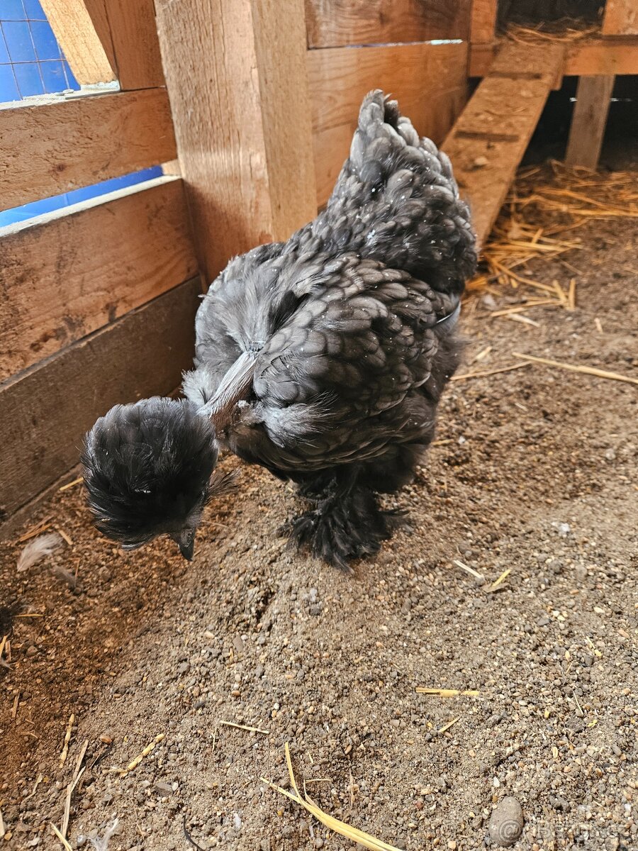 1+1 USA hedvábničky - 12