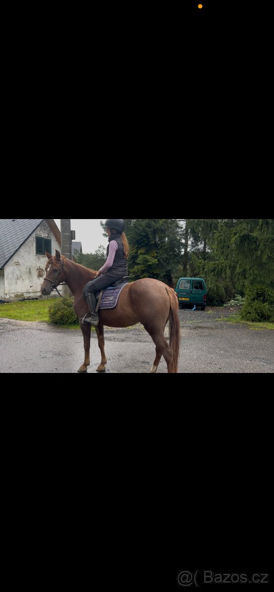 Tříletá klisna plemene slovenský sportovní pony - 12