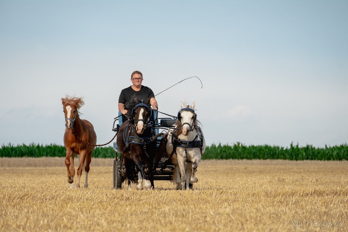 Welsh pony kobylka - 12