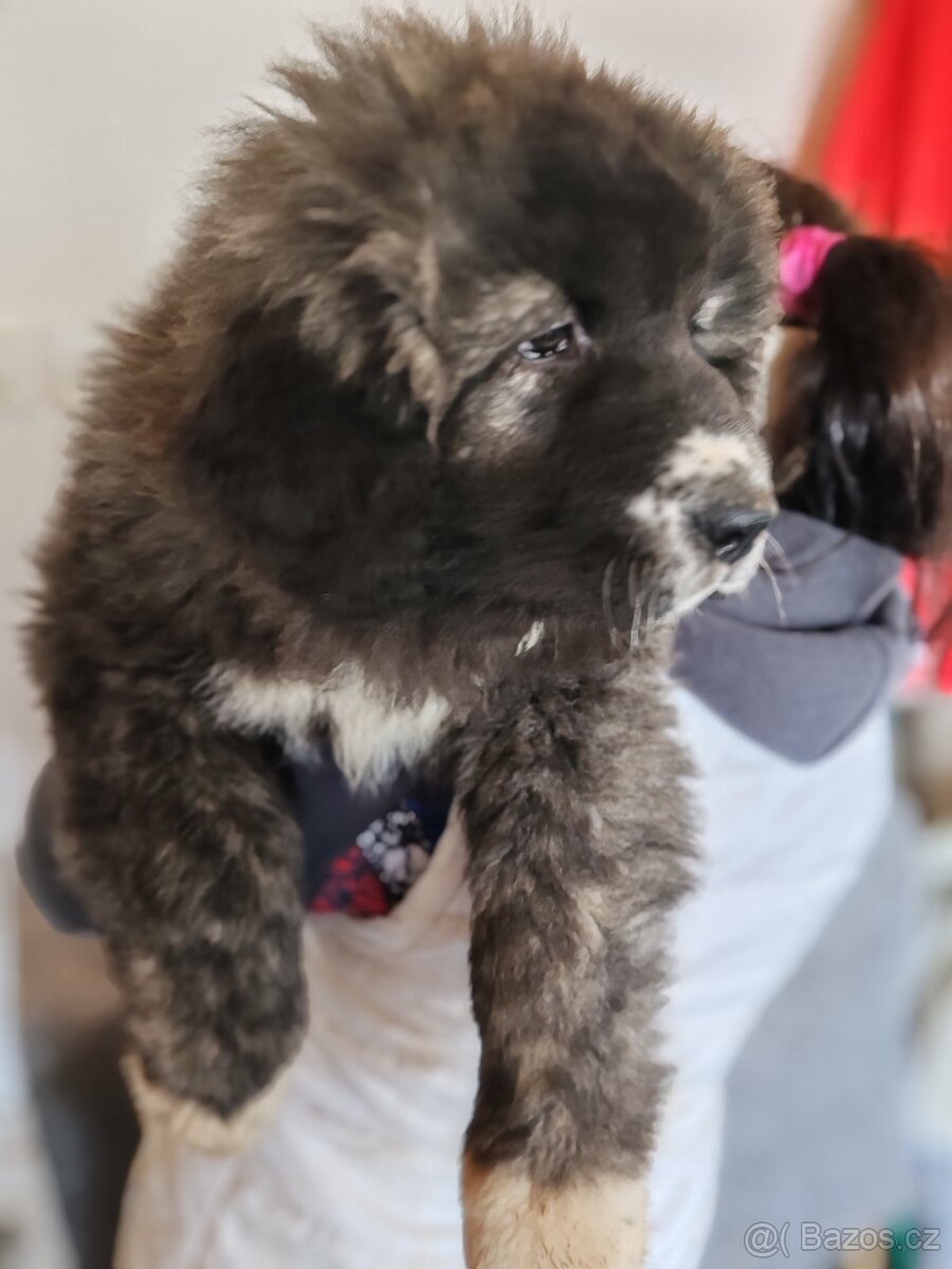 Kavkazský pastevecký pes s PP - 12