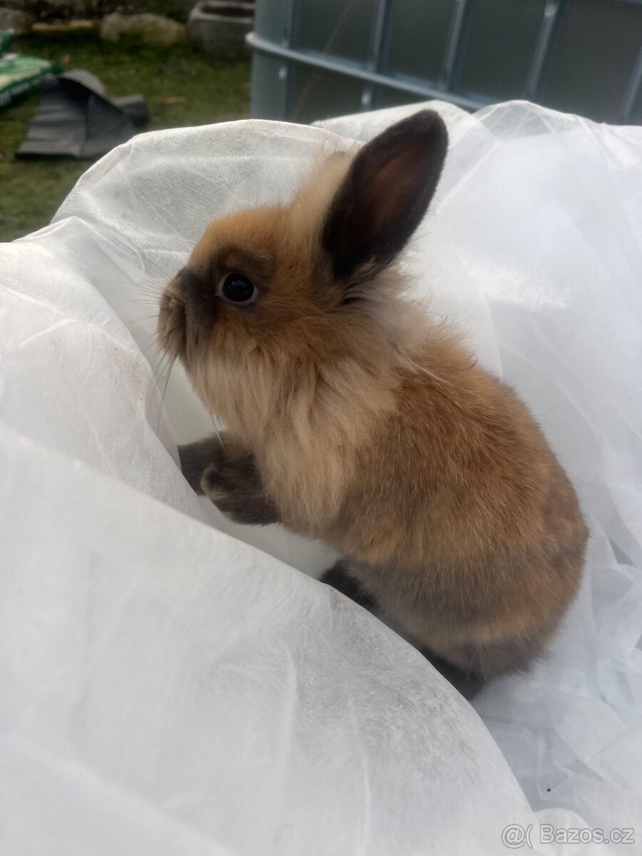 🐰 Rozkošní zakrslí beránci – holky & kluci, 9 týdnů 🐰 - 12