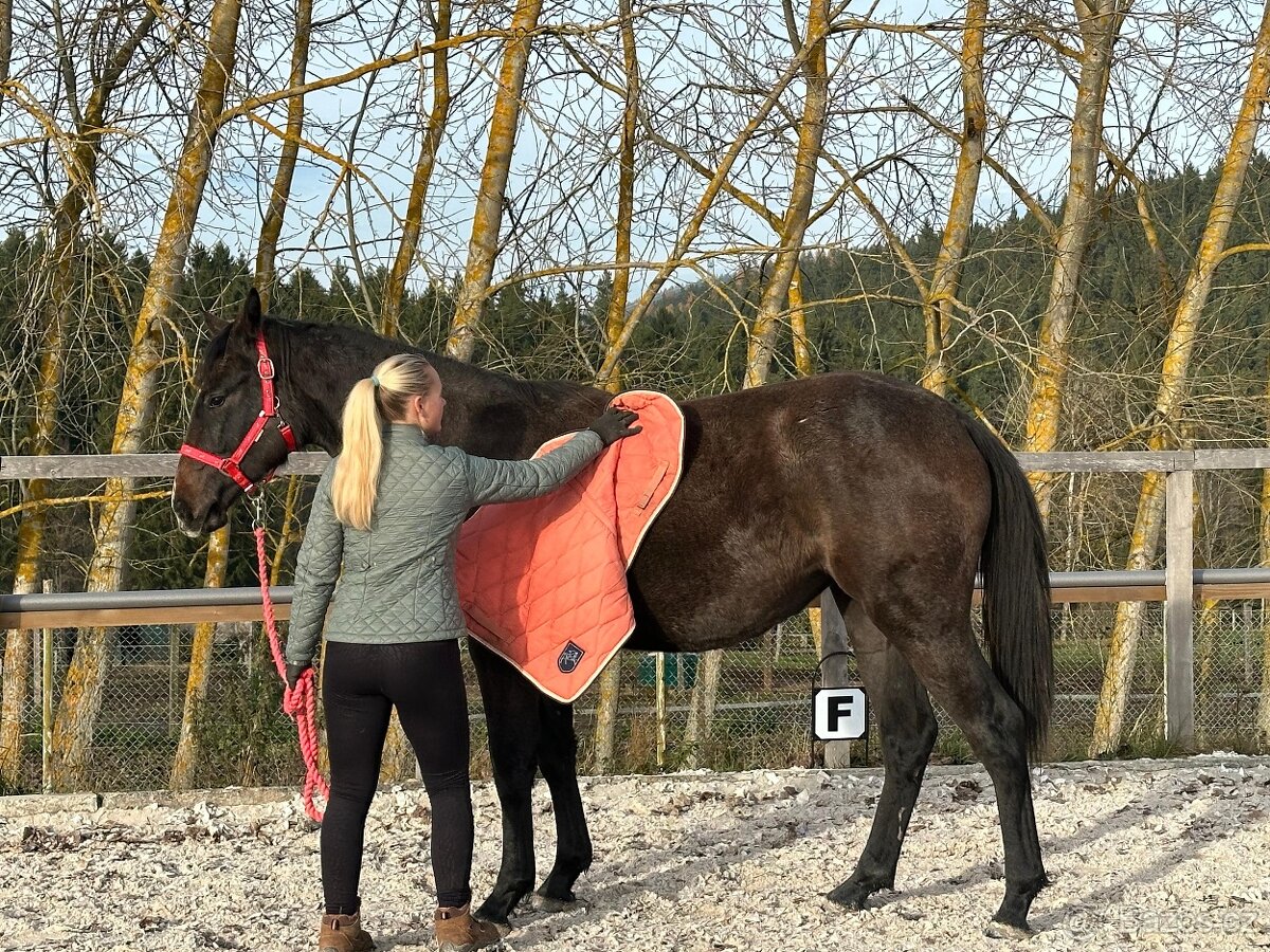 Mladá kobylka po Cornet de Lux - 12