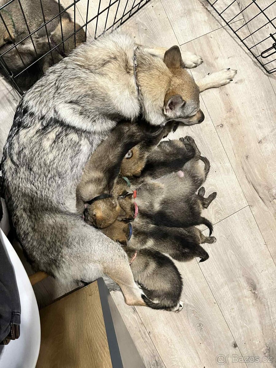 Československý vlčák - 12