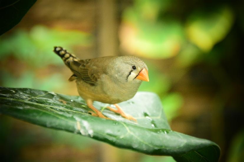 Nikon D5000 + kompletní výbava - 12