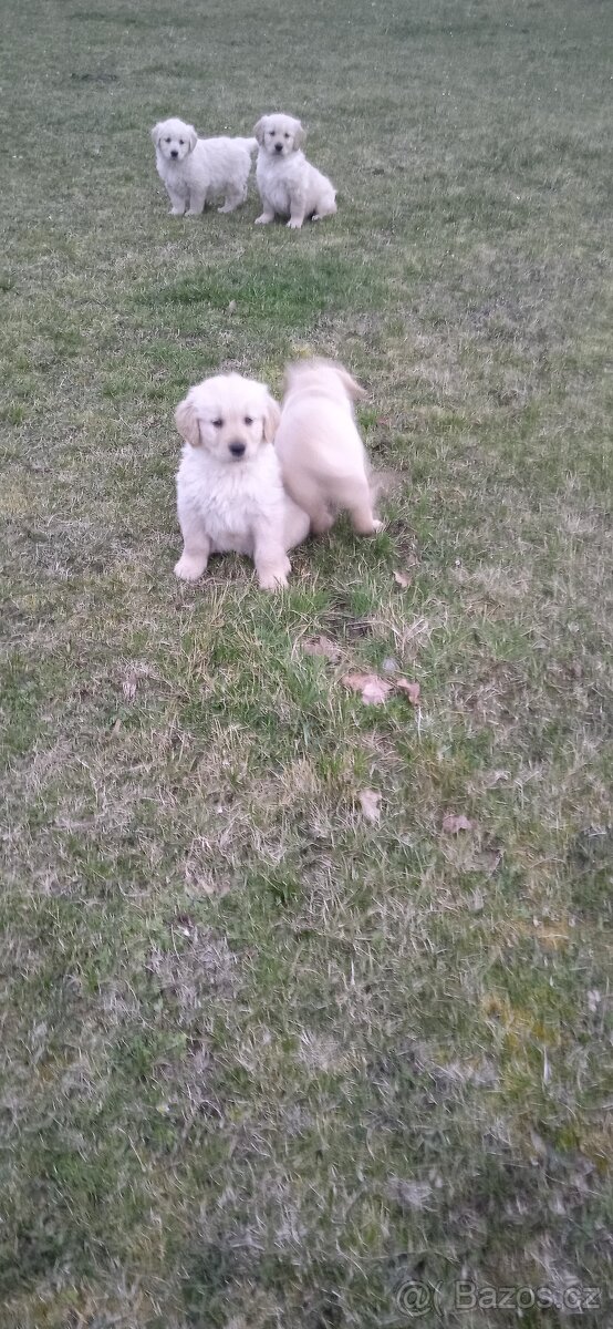 Zlatý retrívr - 12