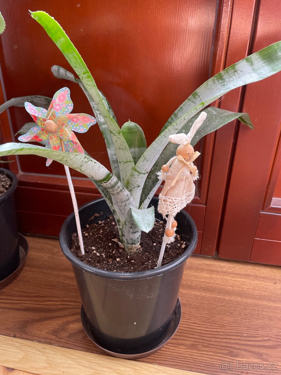 Bromélie Echmea pruhovaná (Aechmea fasciata)🌺 - 12