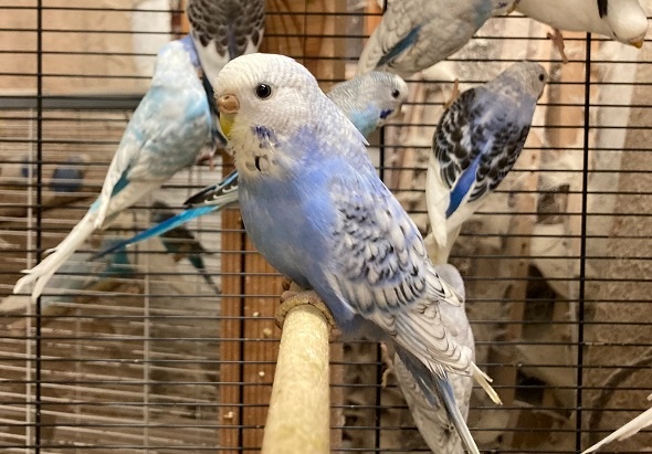 Prodám Andulky modrobílé - 12