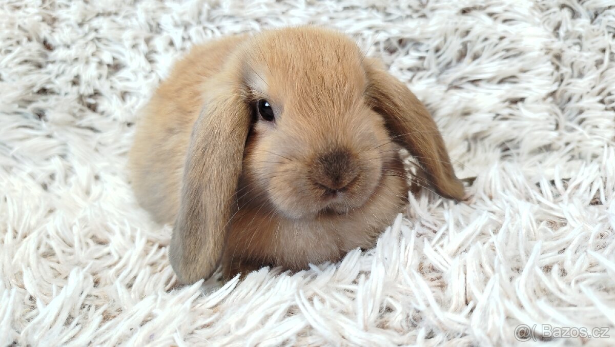 Zakrslý beránek, králíček, králík - JIJI - 12