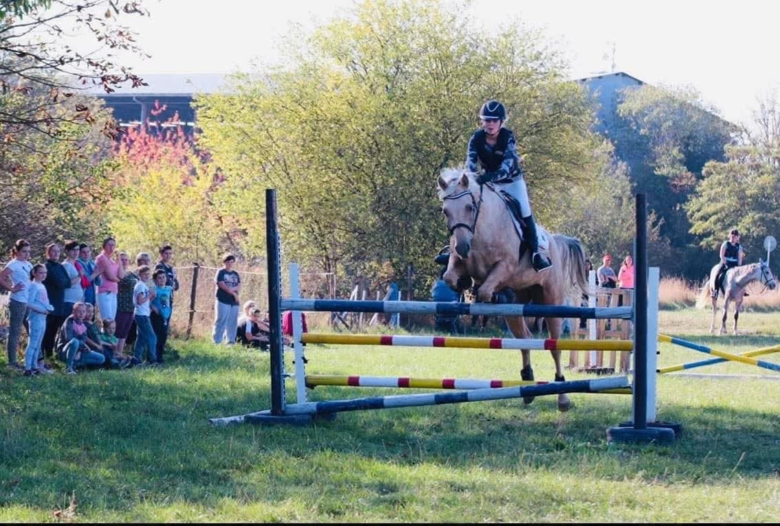 Prodám krásného isabela valacha - 12