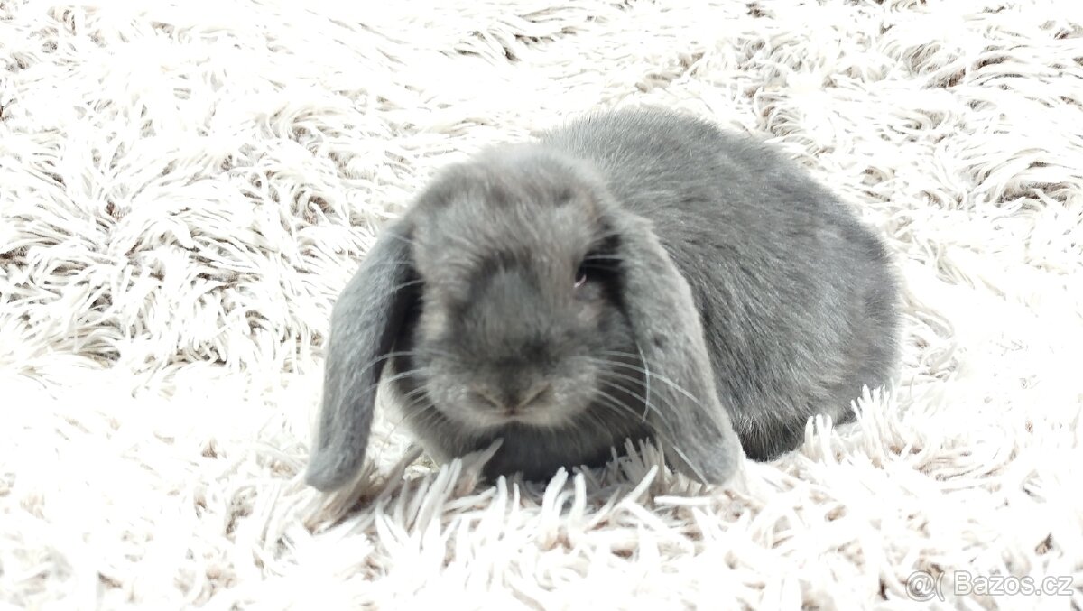 Zakrslý beránek, králíček, králík - BONNY - 12