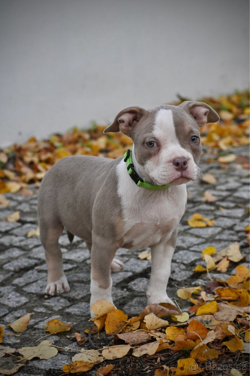 American Bully Standard – fenky k odběru ihned - 12