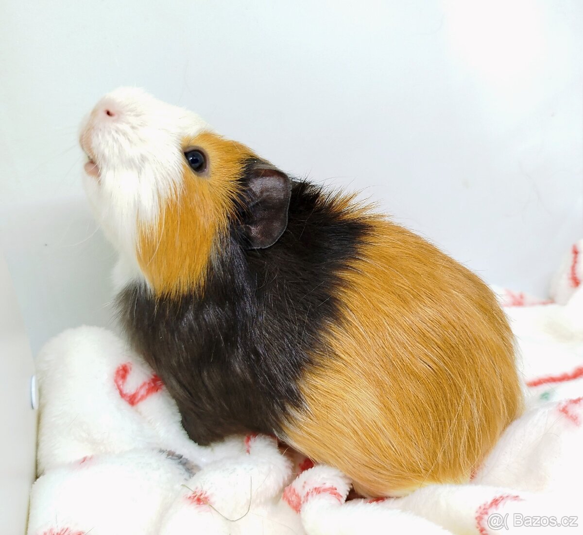 Morče, Morčata, Morčátko, Morčátka - KEVIN - 12