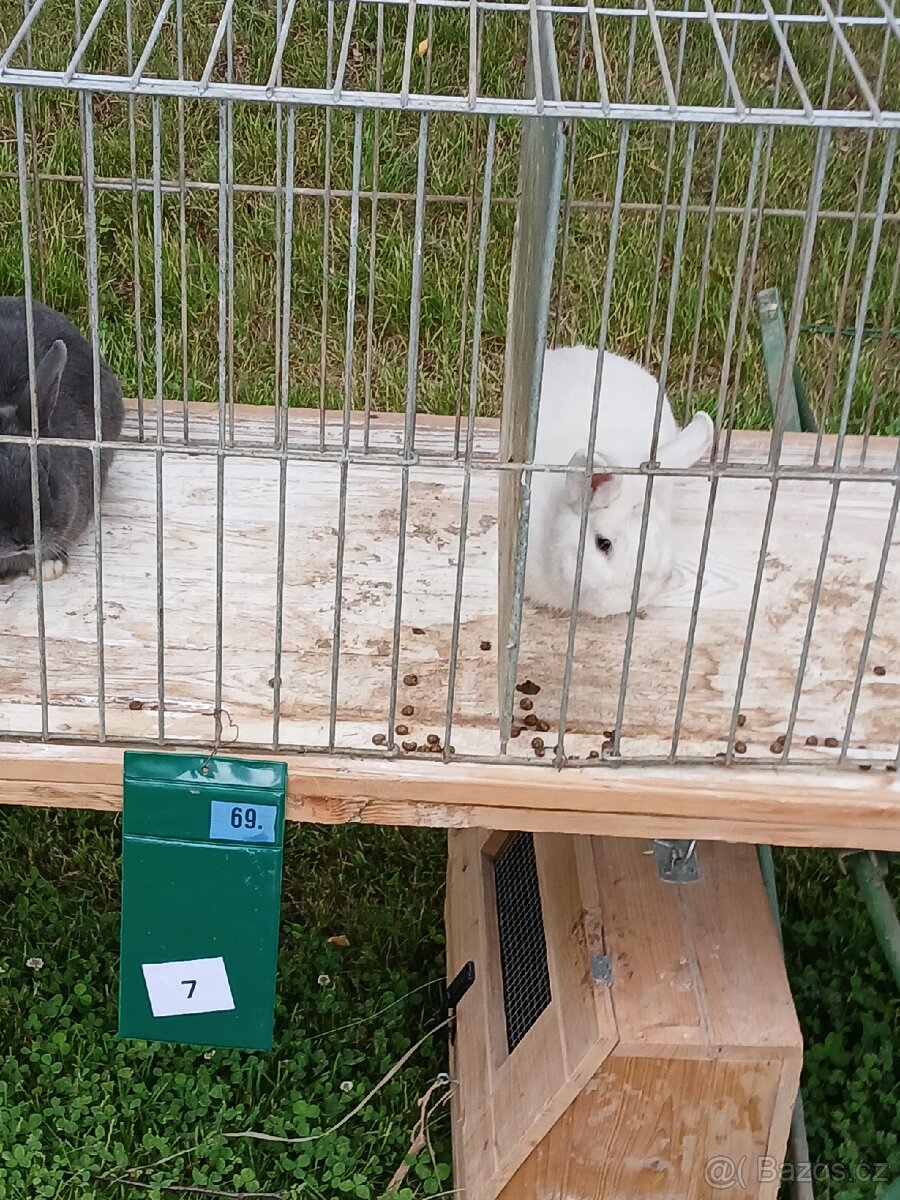 Prodám králíky České črnopesíkaté - 12
