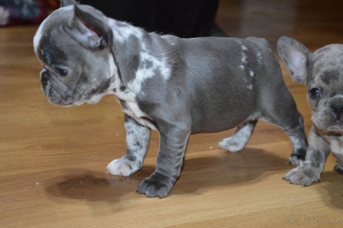 francouzsky buldocek - 12