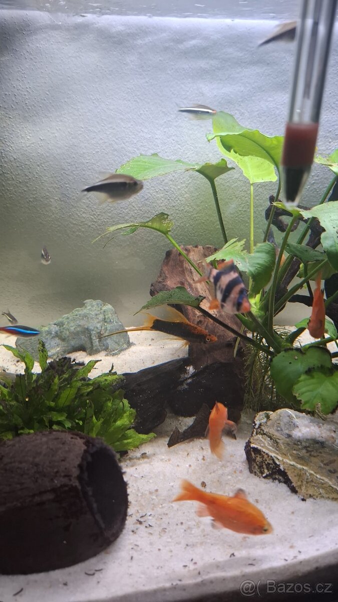 Komplet zaběhle akvarium. - 12
