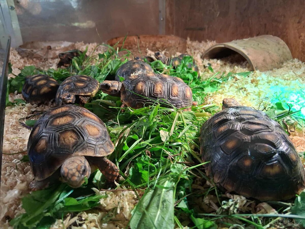 prodám mláďata želv + kompletní terárium - 12