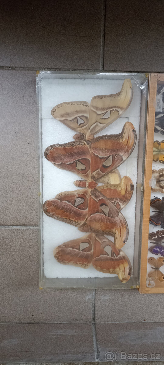 Prodám velikou sbírku motýlů - 12