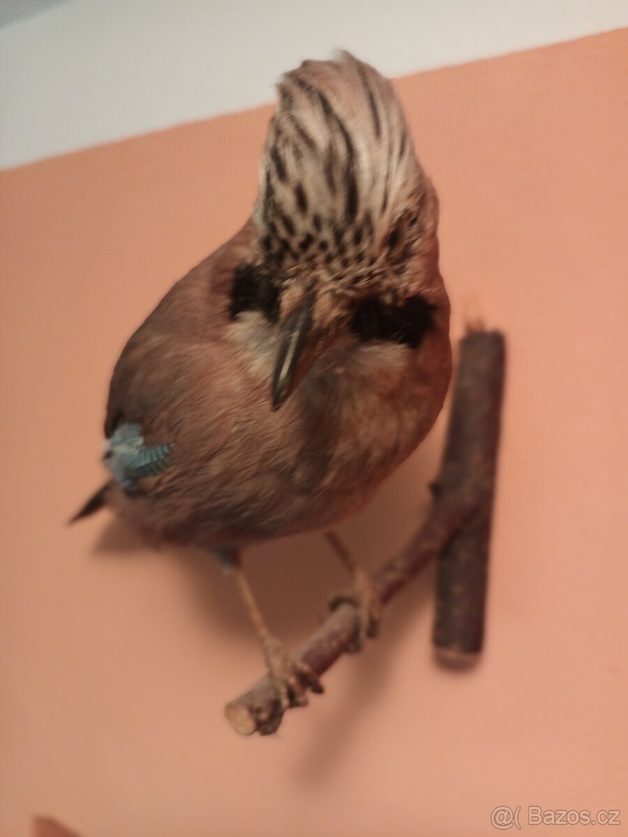 Vycpaná zvířata - 12