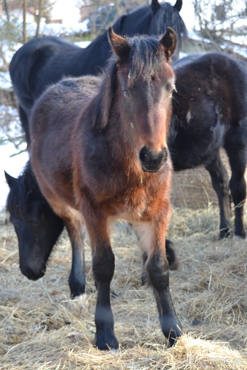 Welsh cob - hříbata 2025 - 12