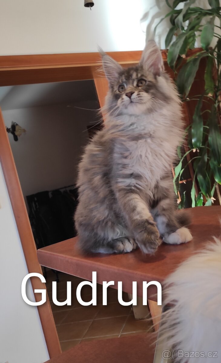 Mainská mývalí koťátka s PP - 12