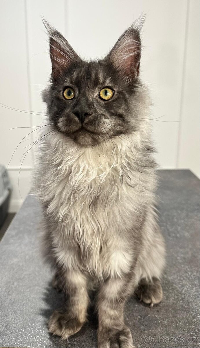 Maine coon, mainská mývalia s PP - kocúrik - 12