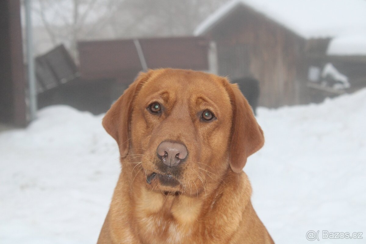 Labradorský retriever s PP - 12