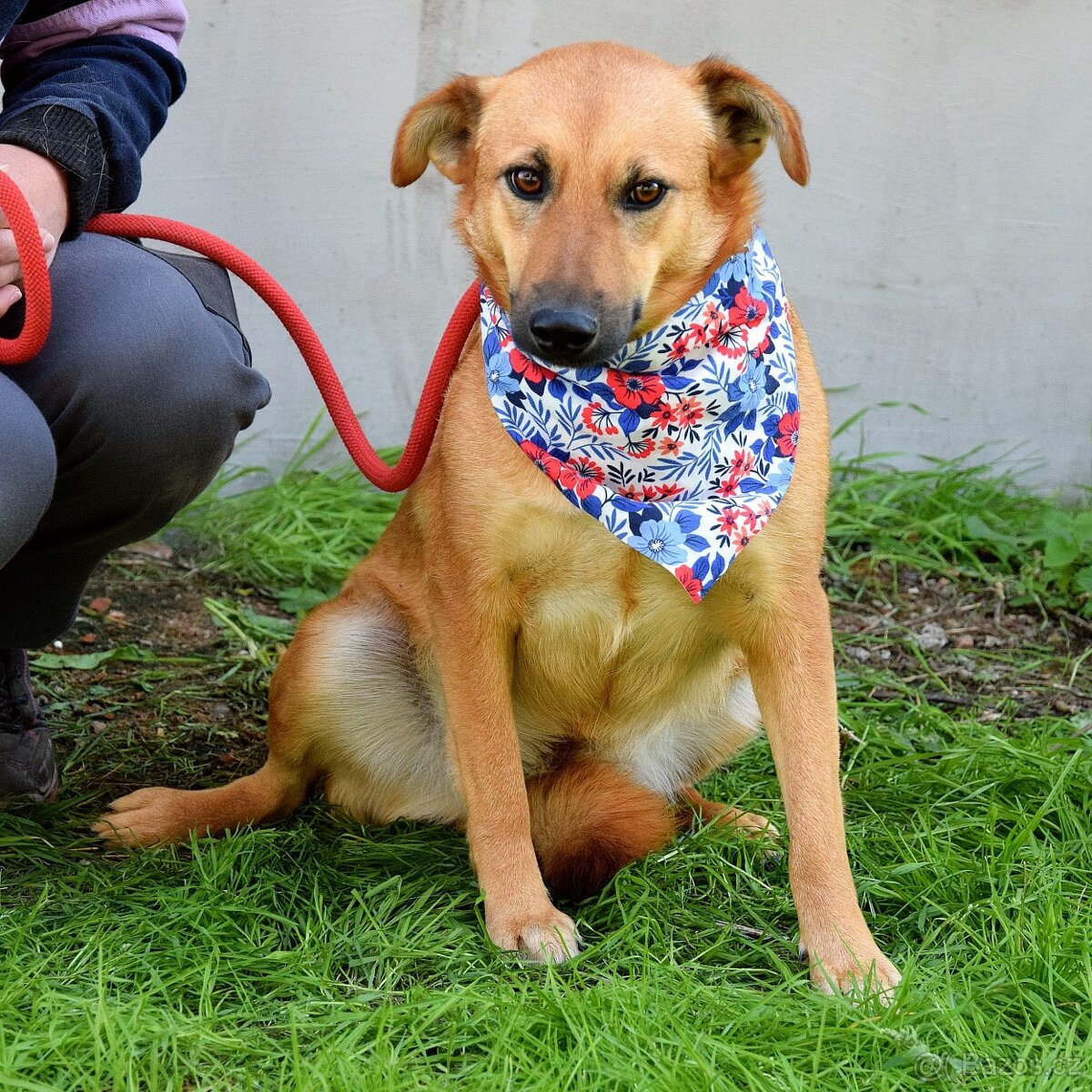 Bernarda – opatrná, citlivá fena, která potřebuje trpělivou - 12