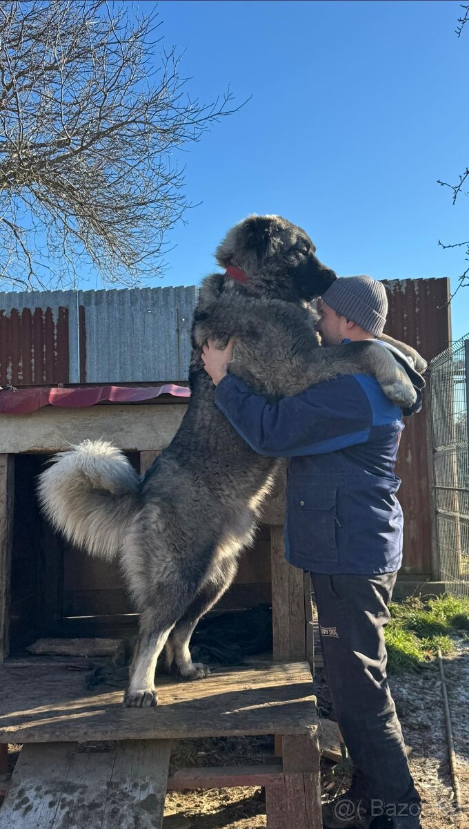 Kavkazský pastevecký pes - 12