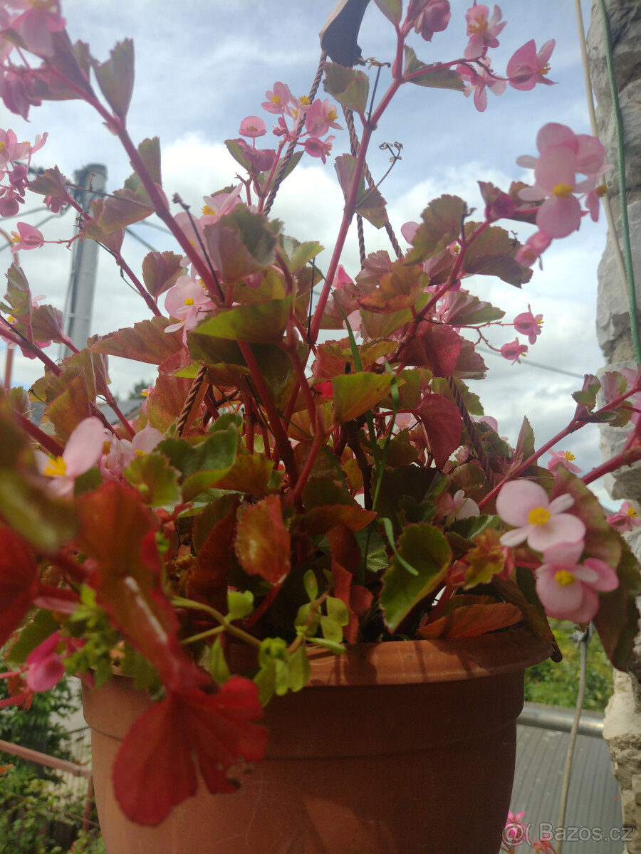 pokojové rostliny - 12