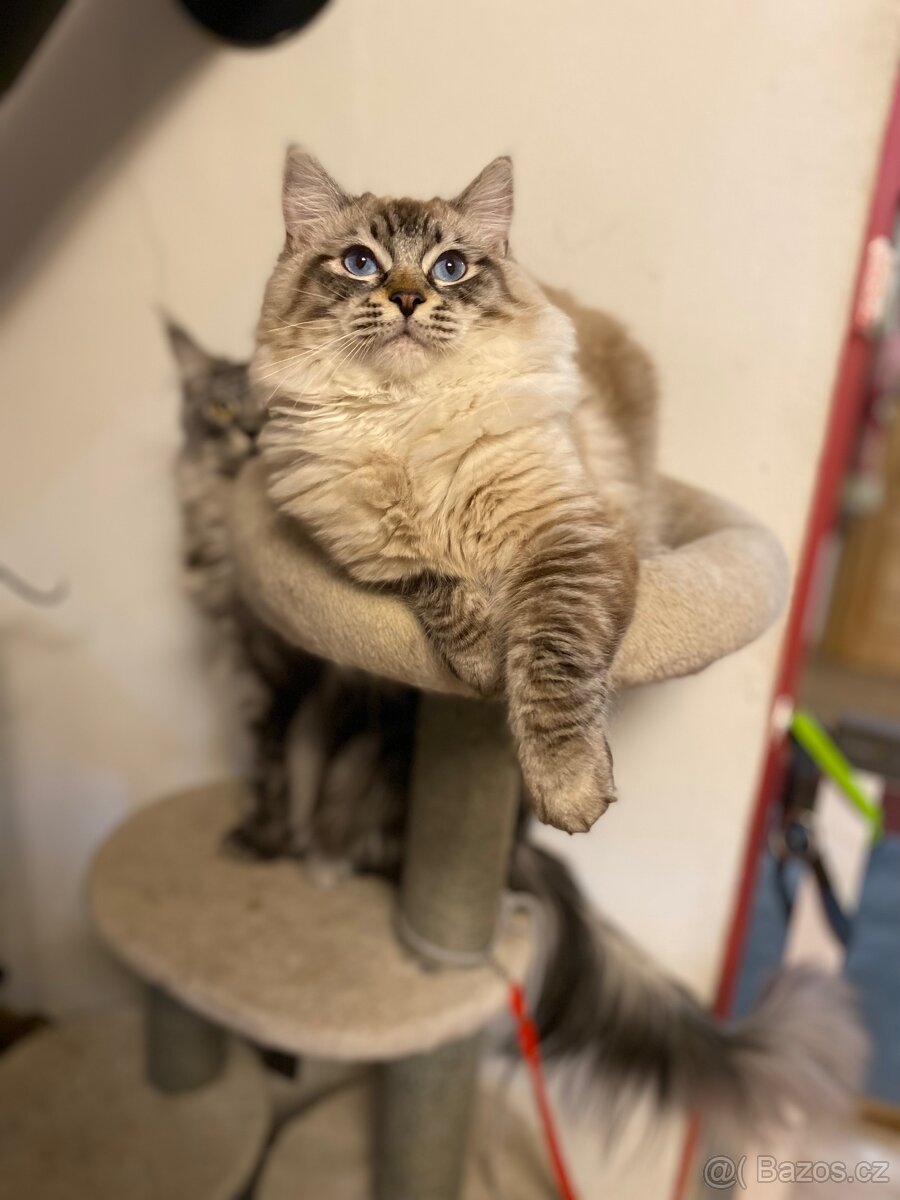 Ragdoll koťátka s PP FIFe - 12