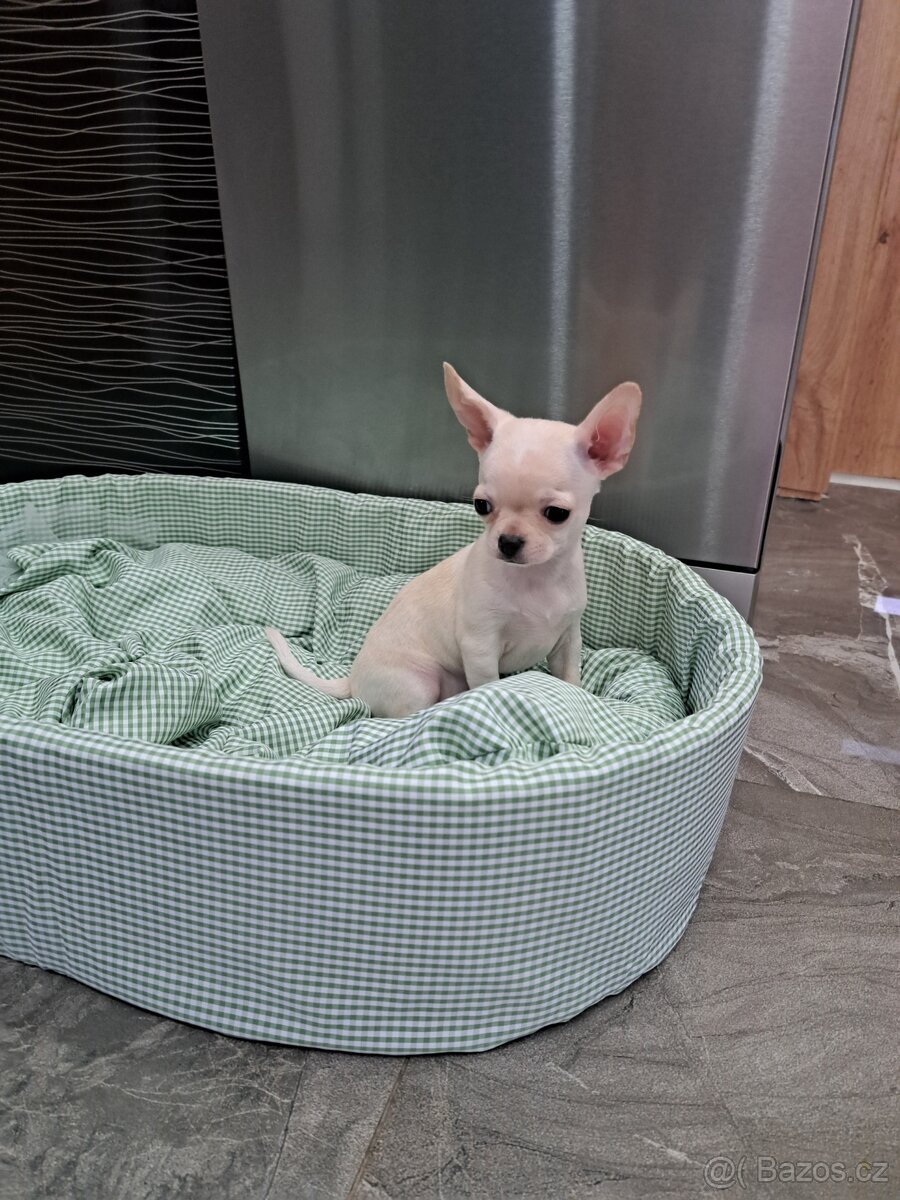 Čivava štěňátka kluci - 12