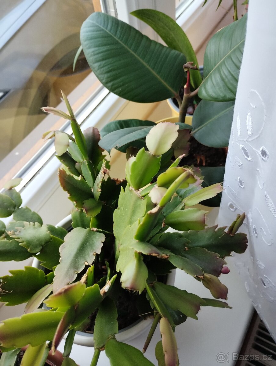 Pokojové rostliny - 12
