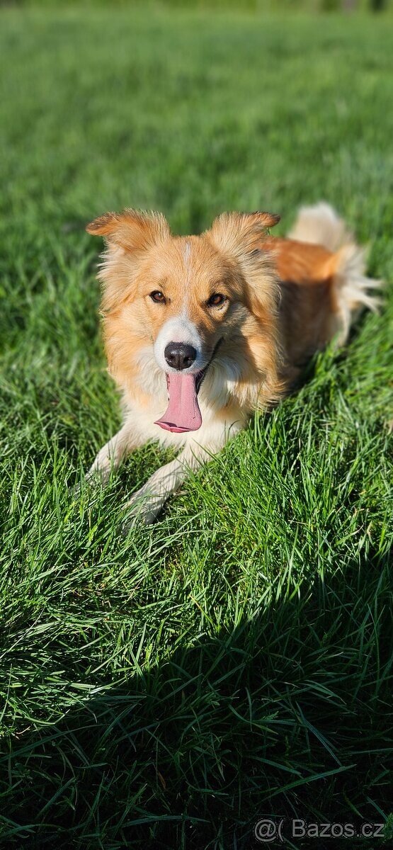 Border kolie s PP - 12