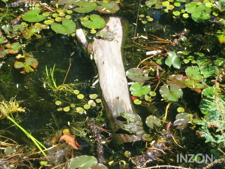 vodní rostliny bahenní rostliny - 12