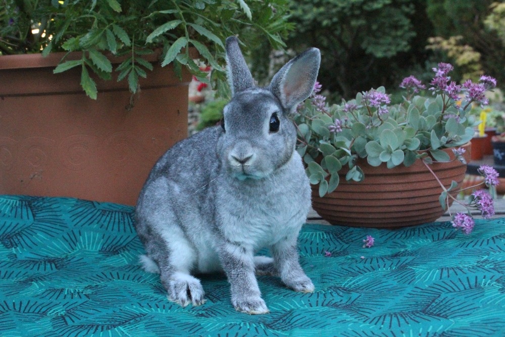 Zakrslý Rexík činčilový s PP - 12