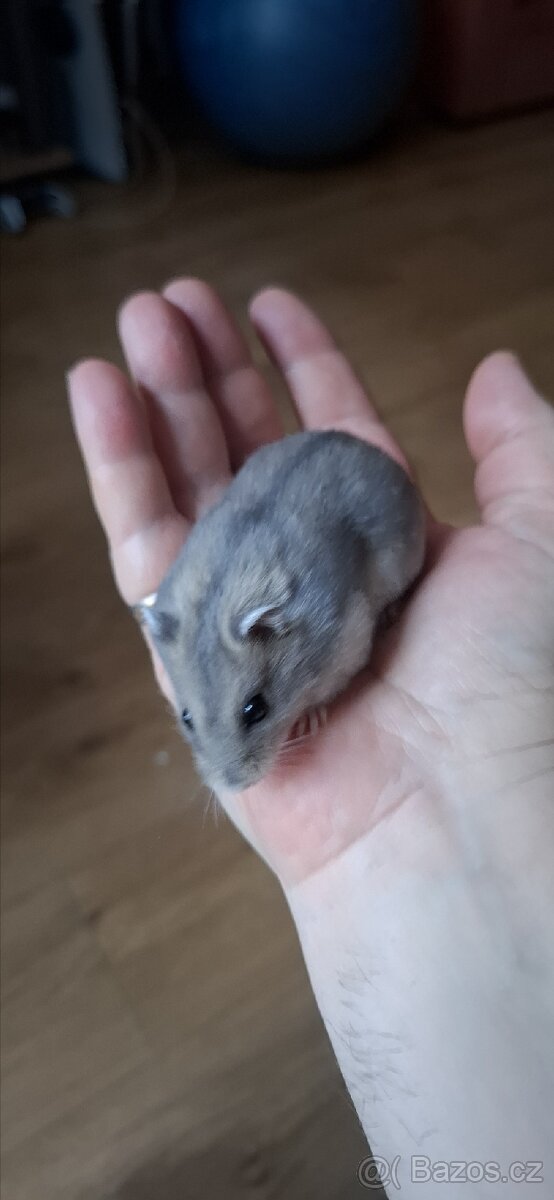 Křeček džungarský - 12