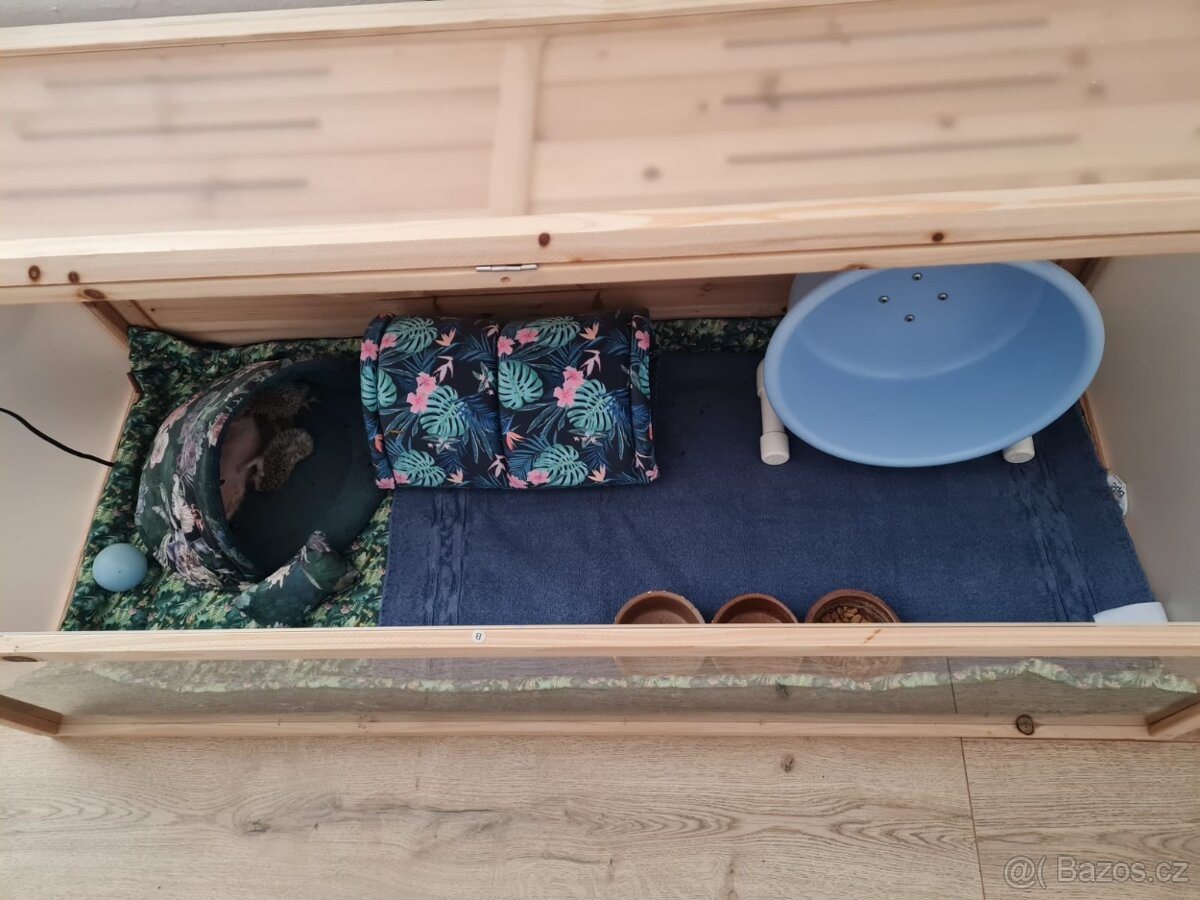 Jezek belobrichy - 12