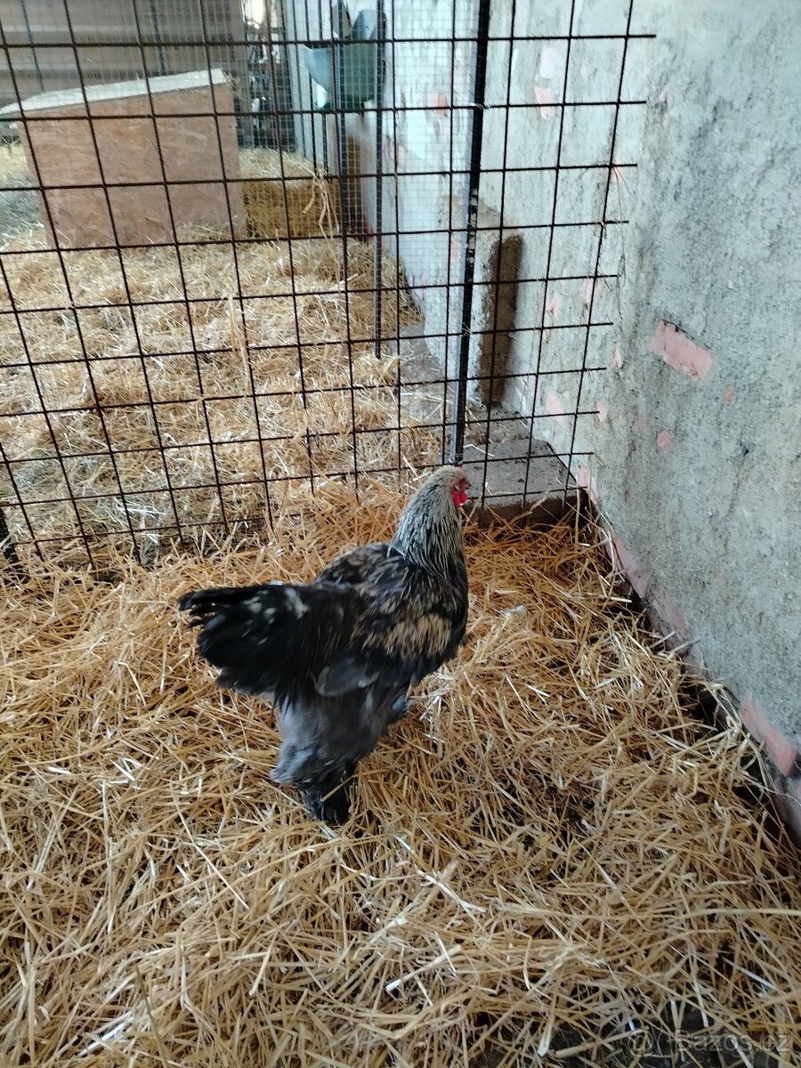 Prodám brahamku velkou - 12