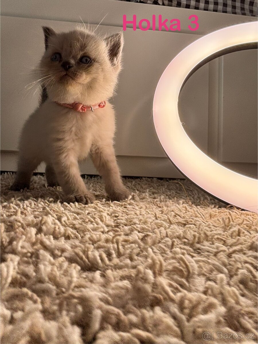 Britská koťata. - 12