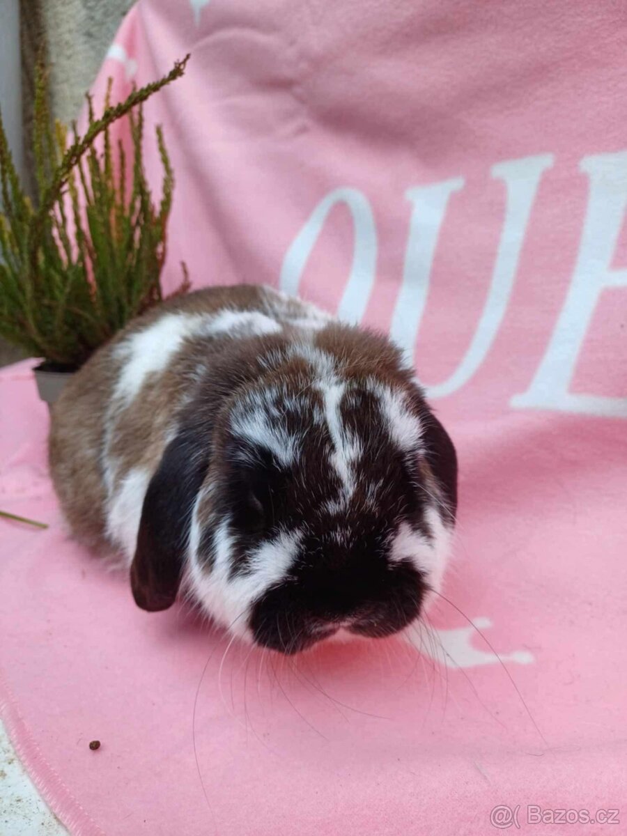 Tipový Sameček Zakrslý Beránek MiniLop - 12