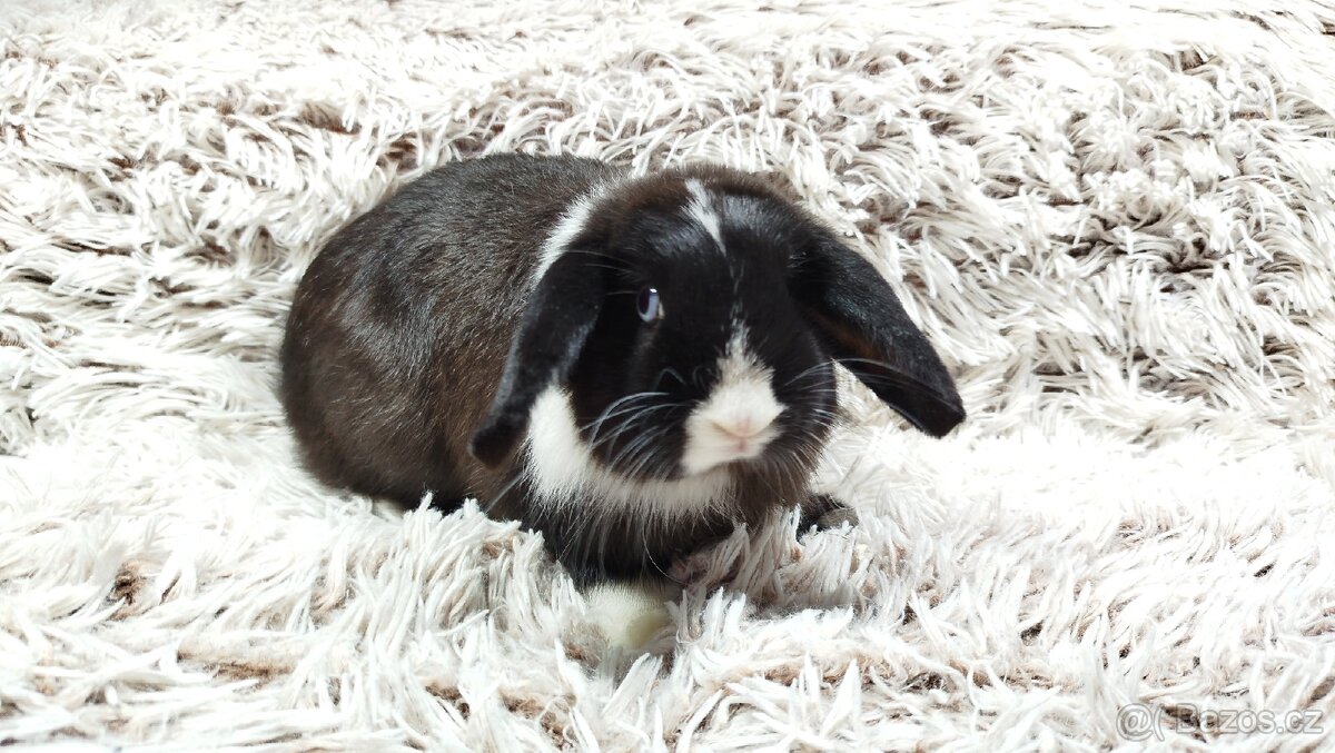 Zakrslý beránek, králíček, králík - LADY - 12