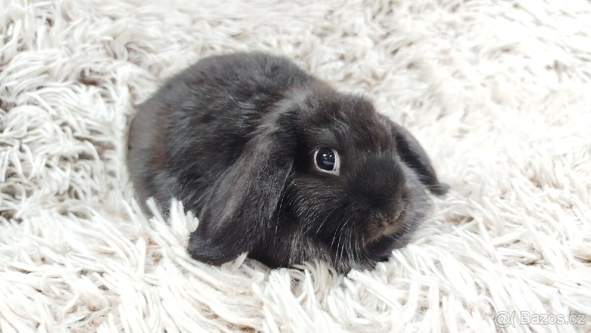 Zakrslý beránek, králíček, králík - BRUNO - 12