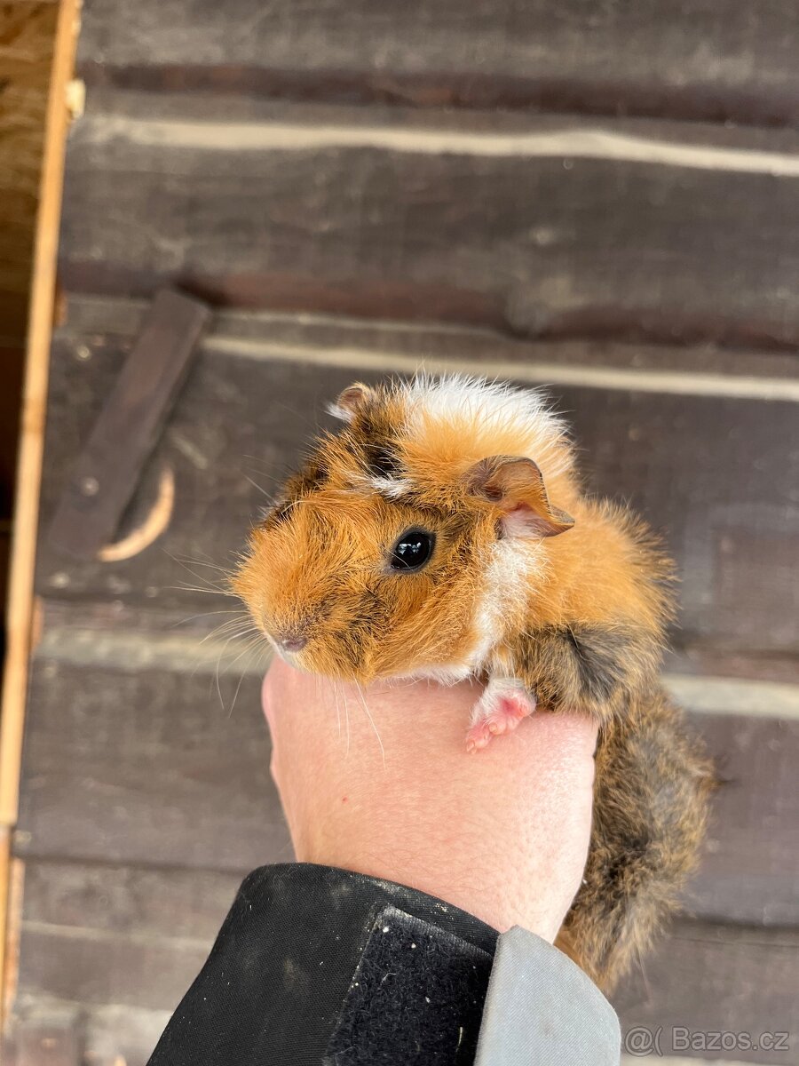 Morčata Ostrava 200,- - 12