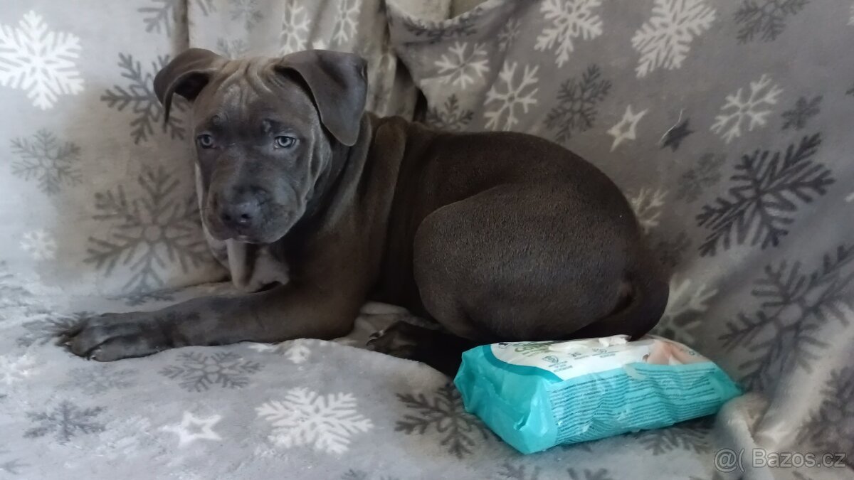Štěňátko Americký stafordšírský teriér - 12
